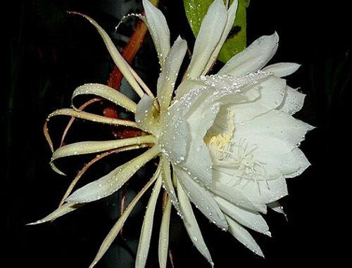 曇花一現