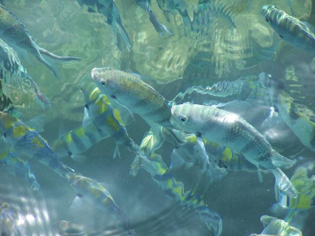 偶拍的，海魚哦！
