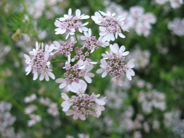 香菜花