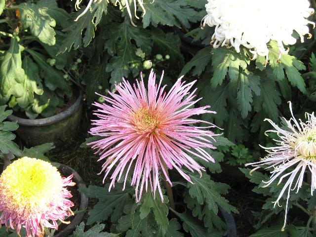 國菊