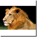 lion